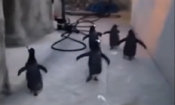 走投无路啦！家里跑来一群萌物