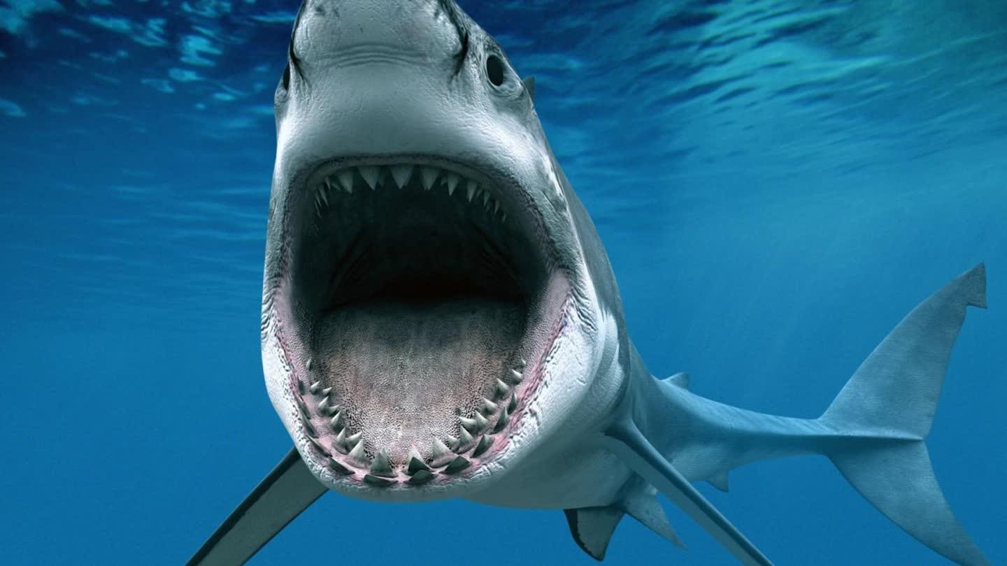 澳大利亚渔船海中遇袭 凶猛大白鲨发疯式攻击