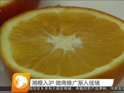 湘橙入沪 微商推广渐入佳境