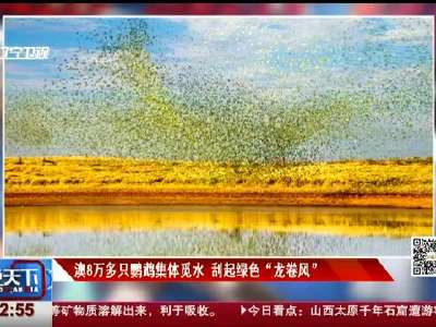 [视频]澳8万多只鹦鹉集体觅水 刮起绿色“龙卷风”