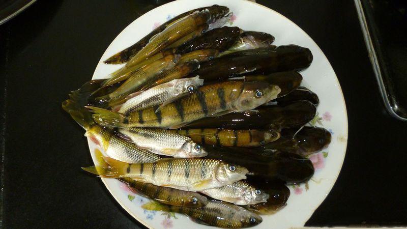 爽钓野生小石斑鱼, 50元一斤