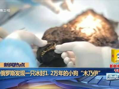 [视频]俄现冰封万年小狗木乃伊 科学家欲复活绝种狗