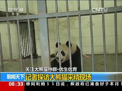 [视频]关注大熊猫种群·优生优育：记者探访大熊猫采精现场