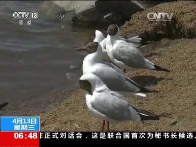 [视频]青海：候鸟回归 青海湖迎最佳观鸟季