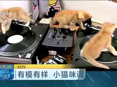 [视频]超萌小猫咪调皮打碟 有模有样有范儿够潮