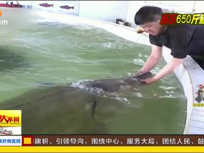 [视频]黑龙江：渔民捕获今年最重鳇鱼 重达650斤！