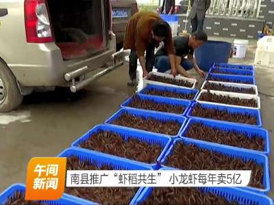 南县推广“虾稻共生” 小龙虾每年卖5亿