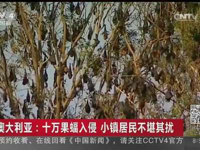[视频]澳大利亚：十万果蝠入侵 小镇居民不堪其扰