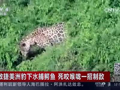 [视频]敏捷美洲豹下水捕鳄鱼 死咬喉咙一招制敌