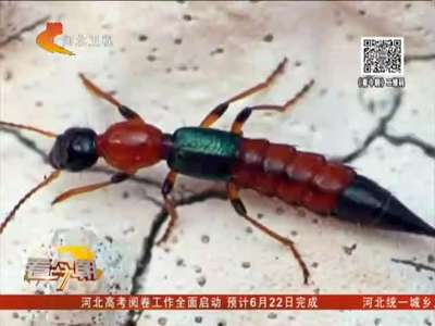 [视频]男子随手拍死一只虫子 致脖子皮肤溃烂