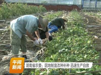 湖南省农委：因地制宜改种补种 迅速生产自救