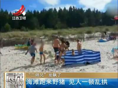 [视频]“二师兄”发飙了！海滩跑来野猪 见人一顿乱拱