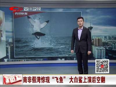 [视频]南非假湾惊现“飞鱼” 大白鲨上演后空翻（图）