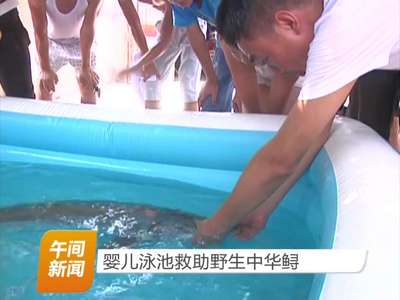 婴儿泳池救助野生中华鲟