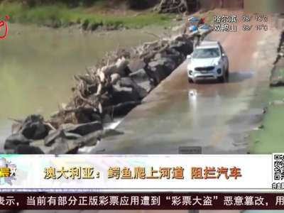 [视频]澳大利亚：鳄鱼爬上河道 阻拦汽车