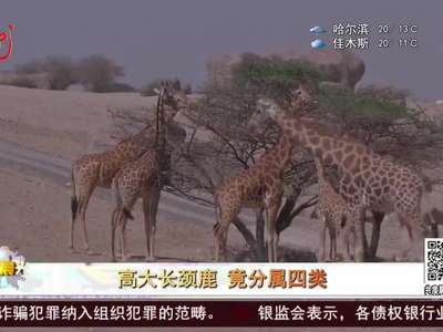 [视频]世界最高哺乳类动物长颈鹿竟分属四个种类