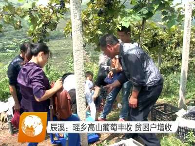 辰溪：瑶乡高山葡萄丰收 贫困户增收