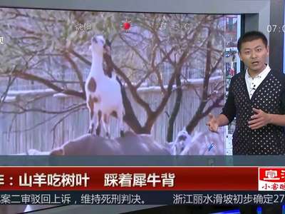 [视频]南非聪明山羊为吃树叶巧将犀牛背当支架