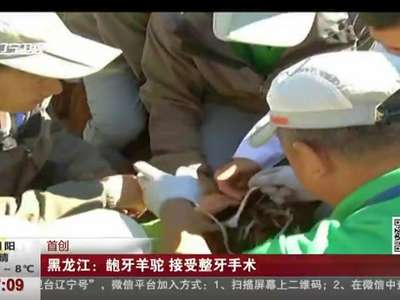 [视频]黑龙江：龅牙羊驼 接受整牙手术