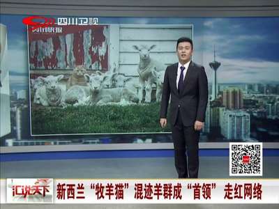 [视频]新西兰“牧羊猫”混迹羊群成“首领”走红网络
