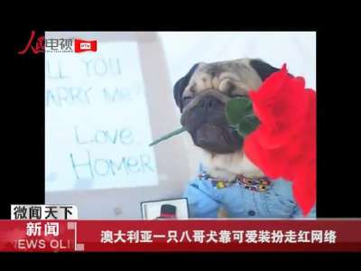 [视频]澳大利亚一只八哥犬靠可爱装扮走红网络