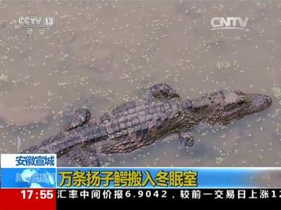 [视频]安徽宣城：万条扬子鳄搬入冬眠室