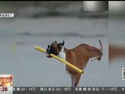 [视频]残疾小狗用两条腿走路 坚强精神感动网友