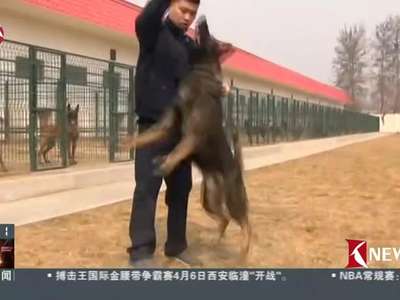 [视频]北京海关引进22只德国缉私犬 体型更大更凶猛