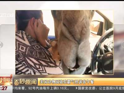 [视频]骆驼将头伸进车窗抢走游客午餐 车内尖叫不断