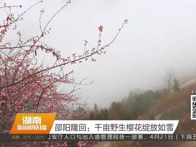 邵阳隆回：千亩野生樱花绽放如雪