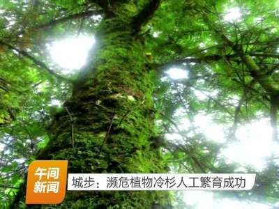 城步：濒危植物冷杉人工繁育成功