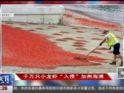 [视频]千万只小龙虾“入侵”加州海滩