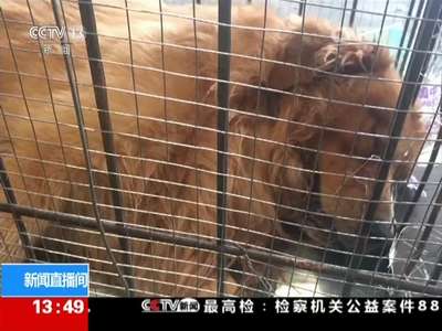 [视频]关注宠物托运 湖北：宠物托运死亡 赔偿引争议
