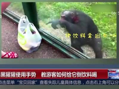 [视频]聪明黑猩猩使用手势 教游客如何给它倒饮料喝