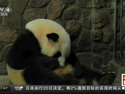 [视频]四川成都：大熊猫“妮妮”产下一对龙凤胎