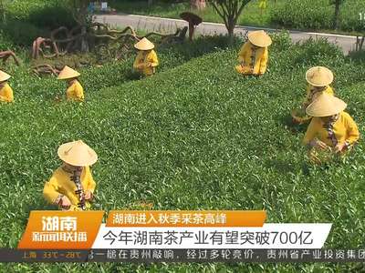 湖南进入秋季采茶高峰 今年湖南茶产业有望突破700亿