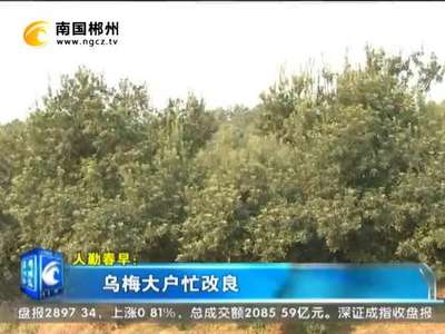 郴州：乌梅大户忙改良