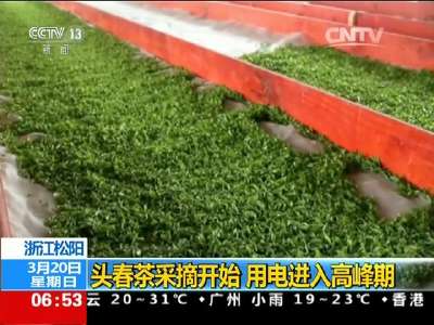 [视频]浙江松阳：头春茶采摘开始 用电进入高峰期