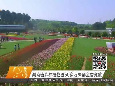 湖南省森林植物园50多万株郁金香竞放