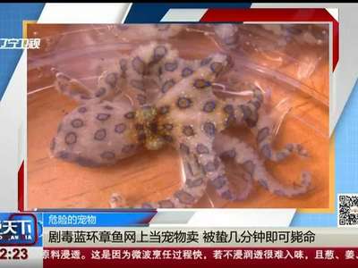 [视频]剧毒蓝环章鱼网上当宠物卖 被蜇几分钟即可毙命