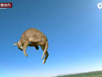 [视频]BBC慢镜头揭狞猫四肢落地之谜 高空优美旋转