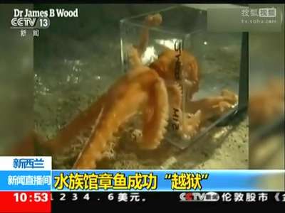 [视频]章鱼从水族馆中“越狱”逃跑 计划缜密惊呆员工