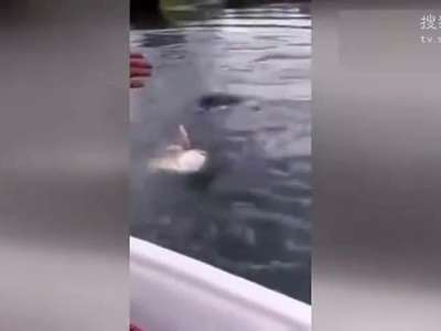 [视频]男子钓鱼遇奇事：起竿一看发现钓起“大鱼吃小鱼”