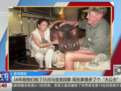 [视频]16年前捡了只河马宝宝回家 现在家里多了个撒娇大公举