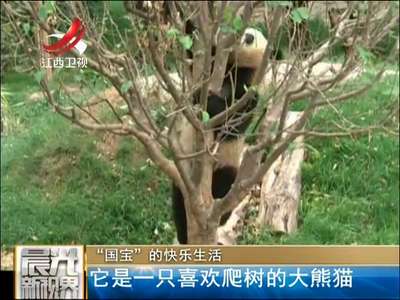 [视频]“国宝”的快乐生活 它是一只喜欢爬树的大熊猫