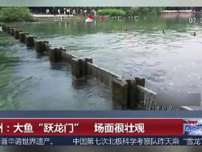[视频]西湖大鱼“跃龙门” 场面壮观堪比《大鱼海棠》