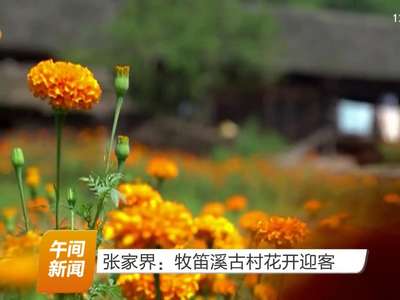 张家界：牧笛溪古村花开迎客