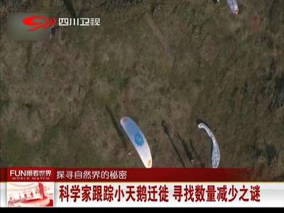 [视频]科学家跟踪小天鹅迁徙 寻找数量减少之谜