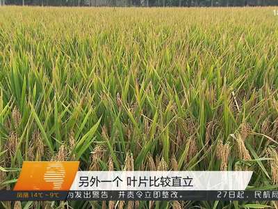 第五期超级稻亩产977公斤 再创长沙地区水稻高产新纪录