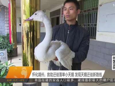 怀化靖州：救助迁徒落单小天鹅 发现天鹅迁徒新路线